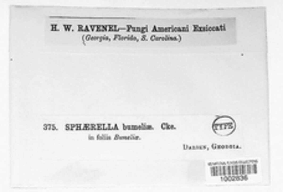 Mycosphaerella bumeliae image